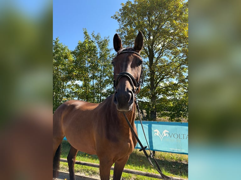 Selle Français Merrie 12 Jaar 172 cm Lichtbruin in Aukrug