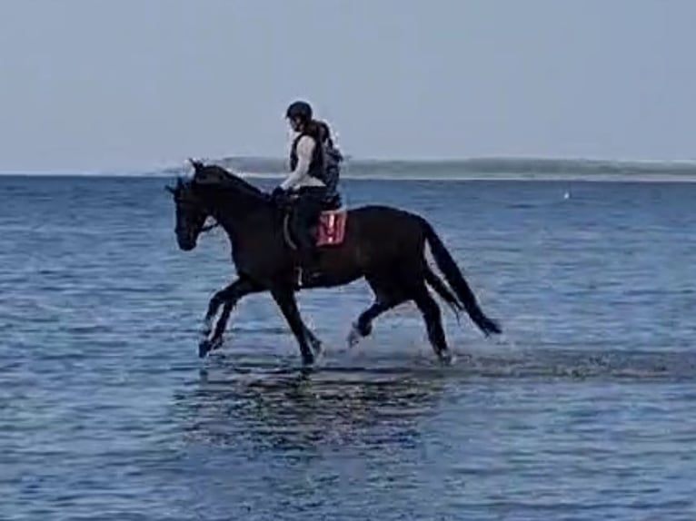 Selle Français Merrie 12 Jaar 176 cm in M&#xFC;nster