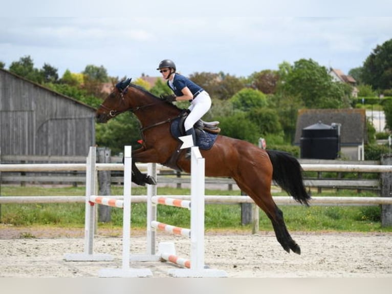 Selle Français Merrie 13 Jaar 165 cm Roodbruin in Saint-Manvieu-Norrey