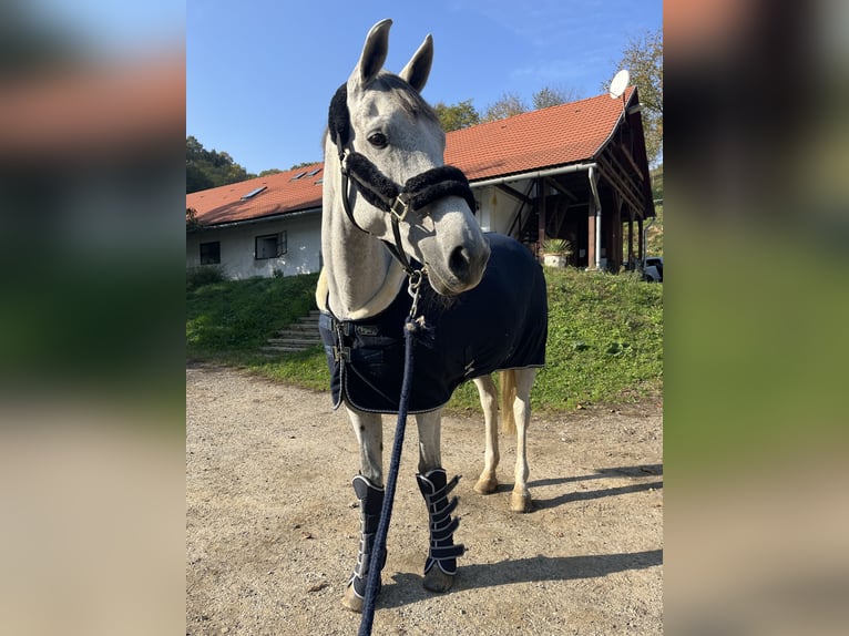 Selle Français Merrie 13 Jaar 170 cm Schimmel in Tasz&#xE1;r