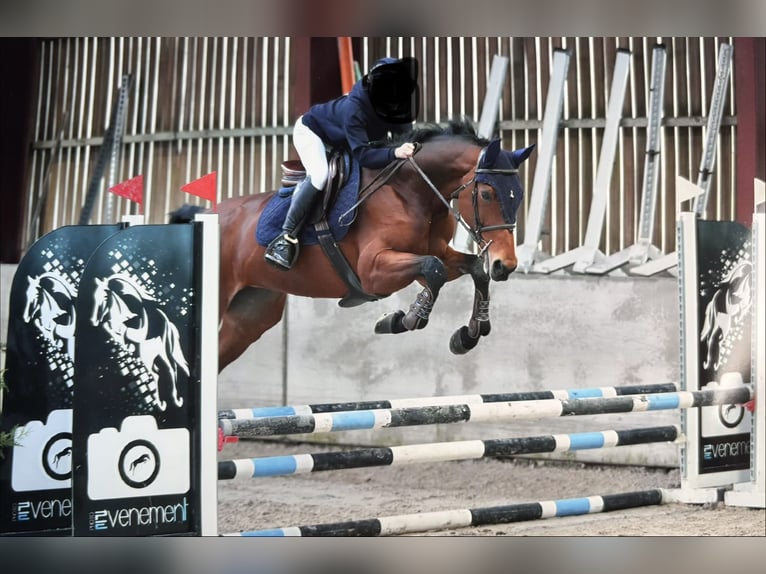 Selle Français Merrie 13 Jaar 175 cm Bruin in Dour