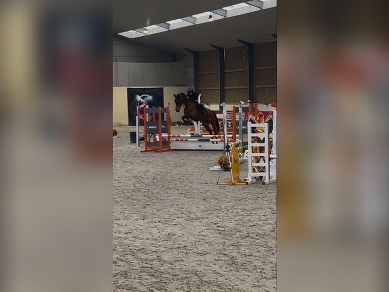 Selle Français Merrie 13 Jaar 175 cm Bruin in Dour