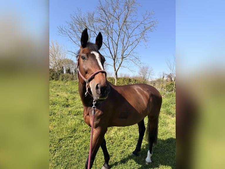 Selle Français Merrie 14 Jaar 166 cm Bruin in Vestigne'