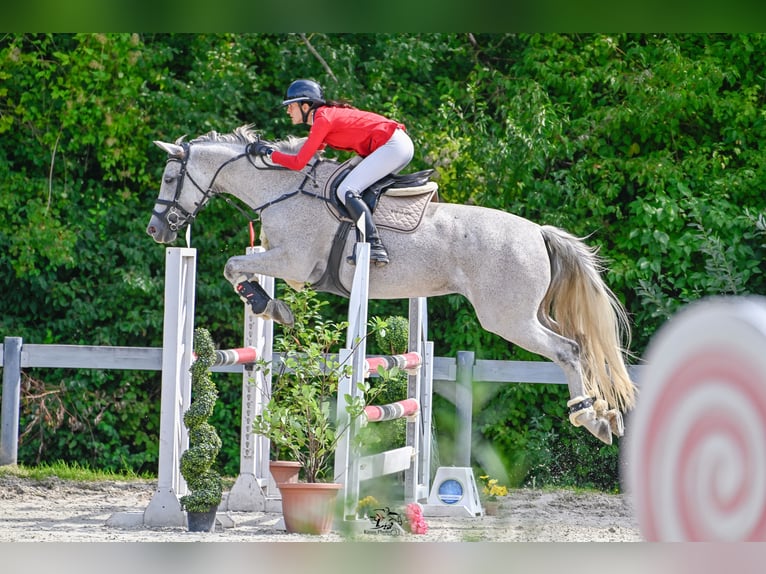 Selle Français Merrie 14 Jaar 170 cm Schimmel in Taszár
