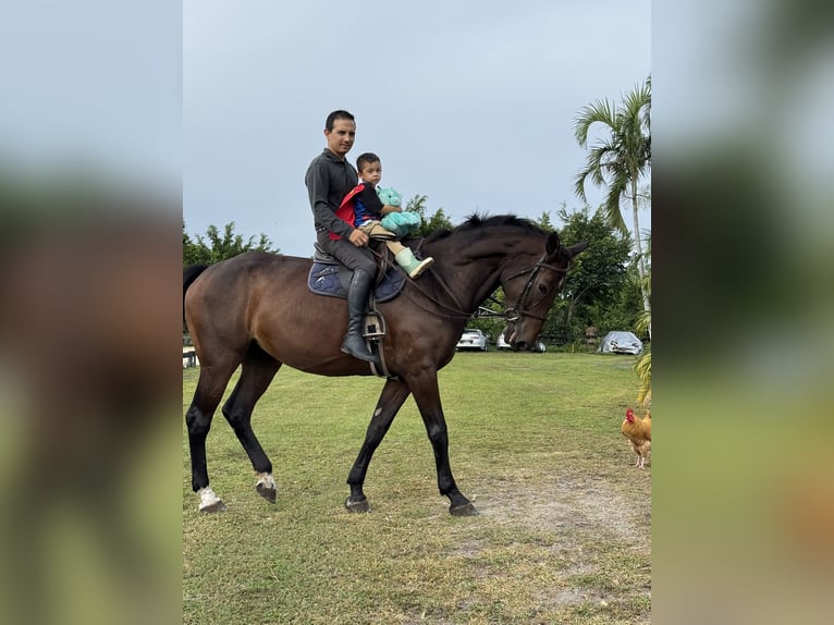 Selle Français Merrie 14 Jaar 173 cm Donkere-vos in Loxahatchee