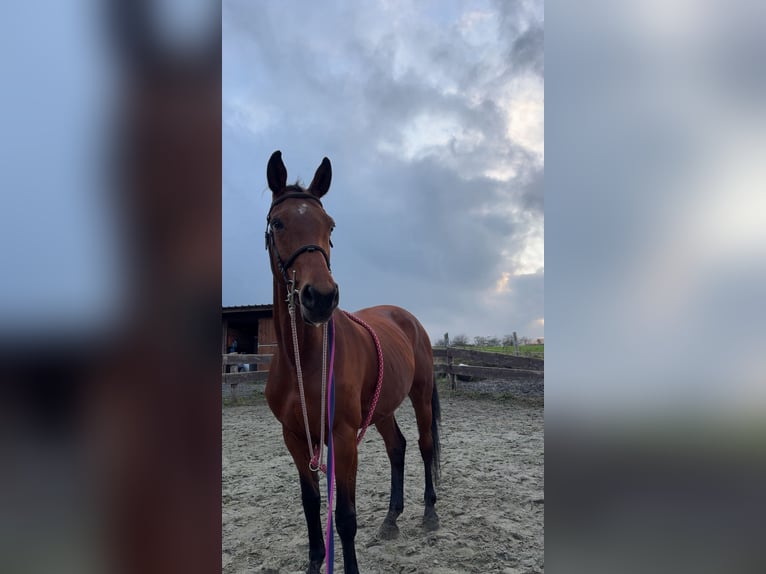 Selle Français Merrie 14 Jaar 175 cm Bruin in Dour