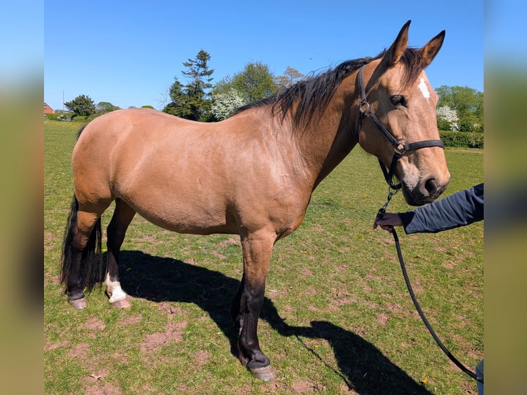 Selle Français Mix Merrie 15 Jaar 157 cm Buckskin in Stratford Upon Avon