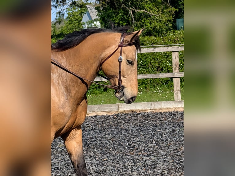 Selle Français Mix Merrie 15 Jaar 157 cm Buckskin in Stratford Upon Avon
