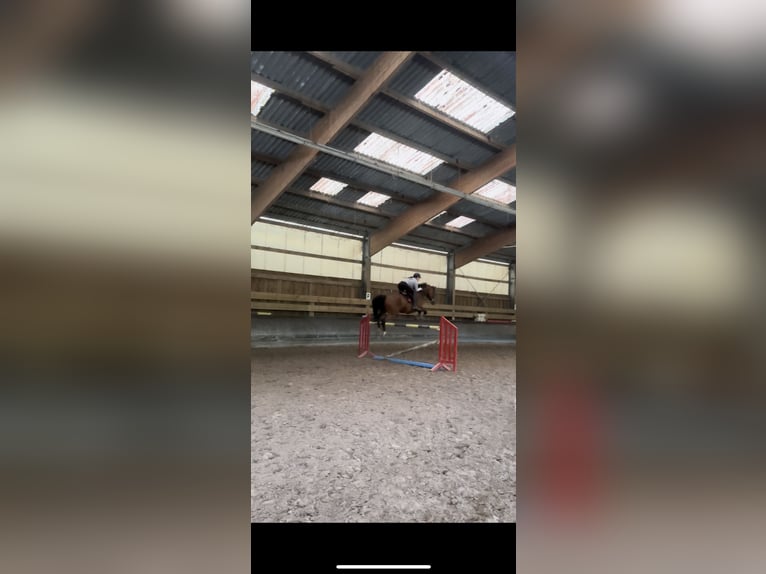 Selle Français Merrie 16 Jaar 167 cm Bruin in Bischwiller