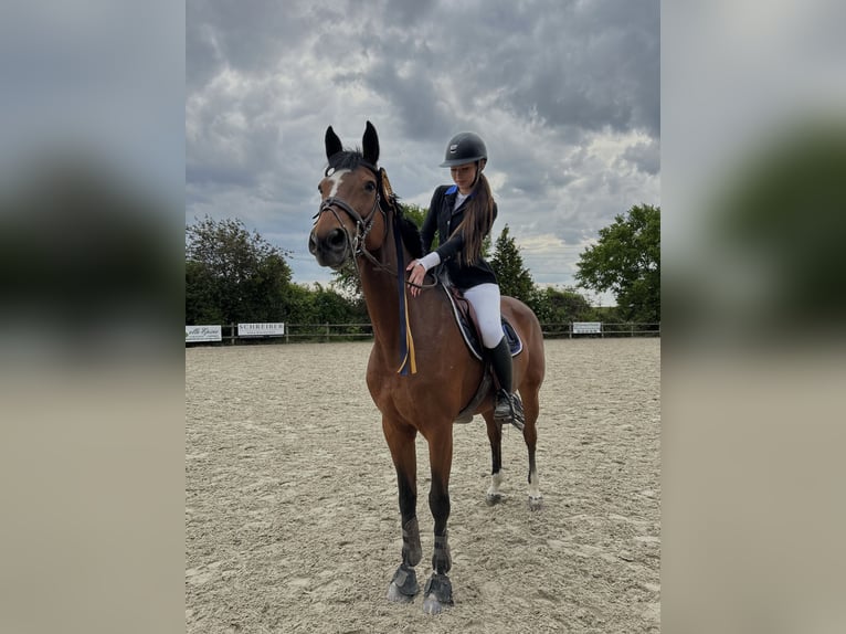 Selle Français Merrie 16 Jaar 167 cm Bruin in Bischwiller