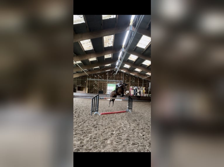 Selle Français Merrie 16 Jaar 167 cm Bruin in Bischwiller