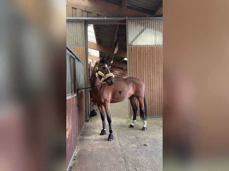 Selle Français Merrie 16 Jaar 167 cm Bruin in Bischwiller