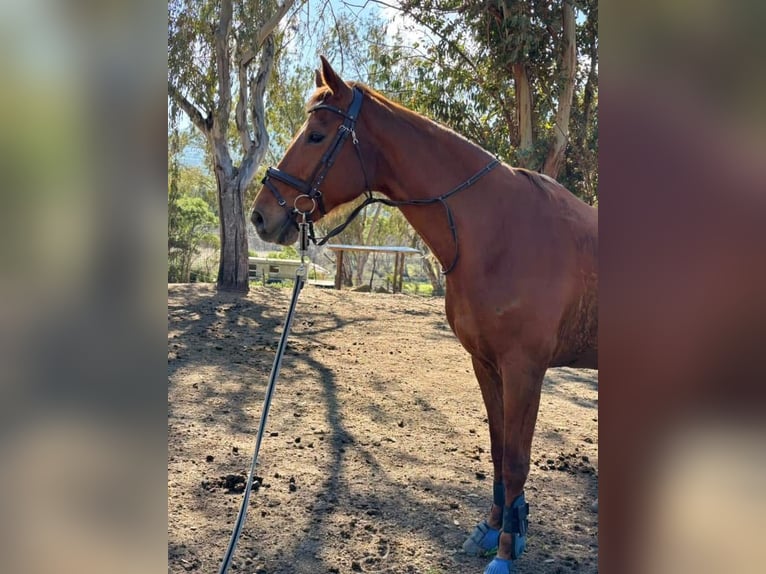 Selle Français Merrie 16 Jaar 167 cm Vos in Ajaccio