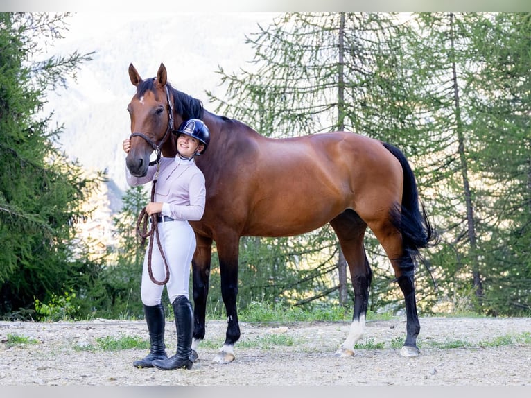 Selle Français Merrie 16 Jaar 168 cm Bruin in Busto Arsizio