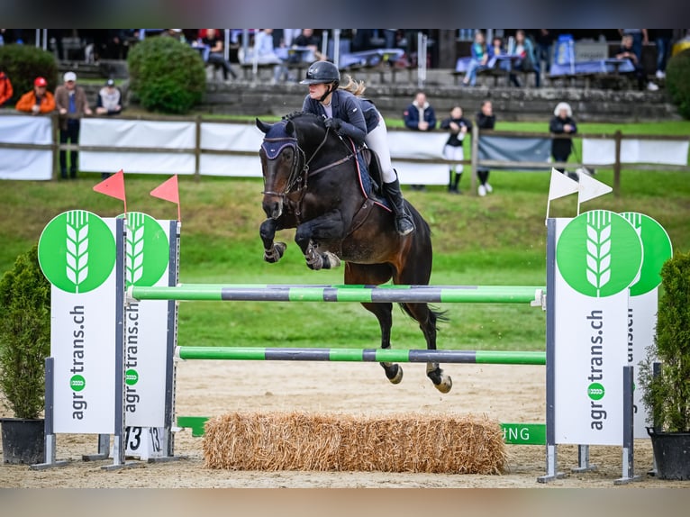 Selle Français Merrie 16 Jaar 168 cm Donkerbruin in Dielsdorf