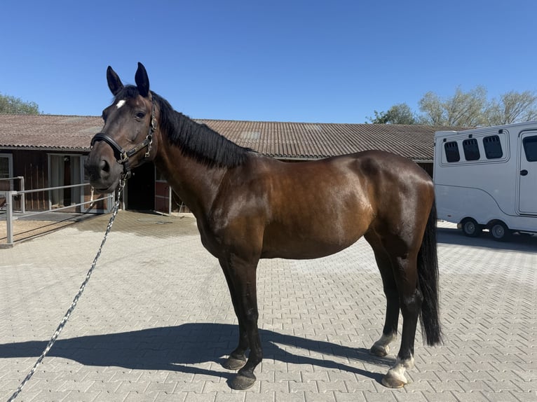 Selle Français Merrie 16 Jaar 169 cm Zwartbruin in Niederwil SG
