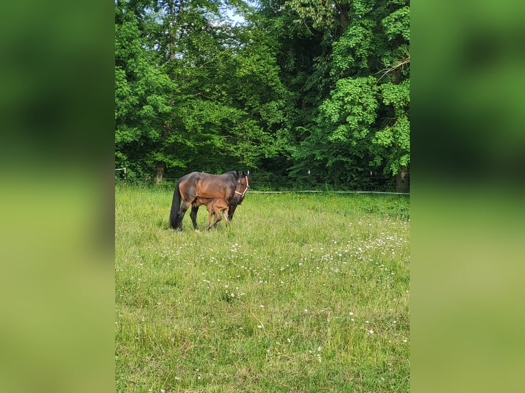 Selle Français Merrie 16 Jaar 170 cm Donkerbruin in Wört