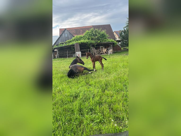 Selle Français Merrie 16 Jaar 170 cm Donkerbruin in Wört