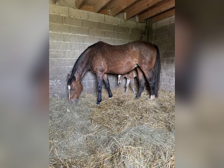 Selle Français Merrie 16 Jaar  in Toulouse