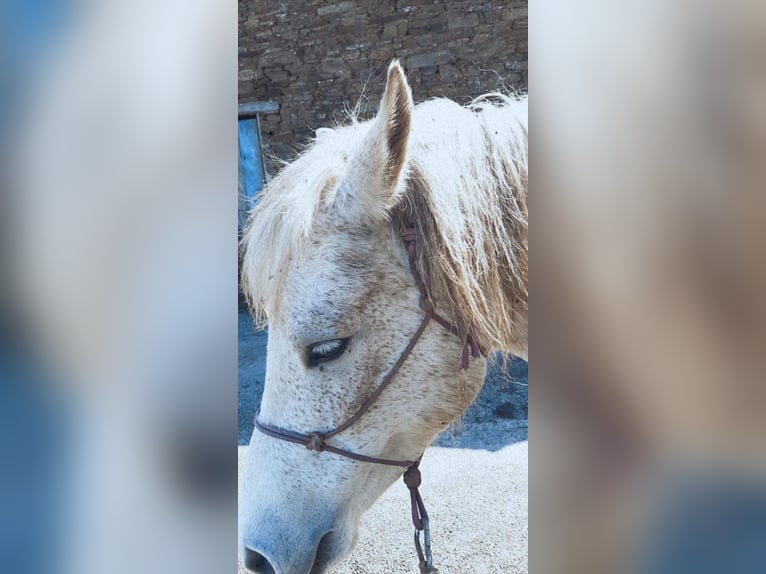 Selle Français Merrie 16 Jaar Vliegenschimmel in Su&#xF1;ide