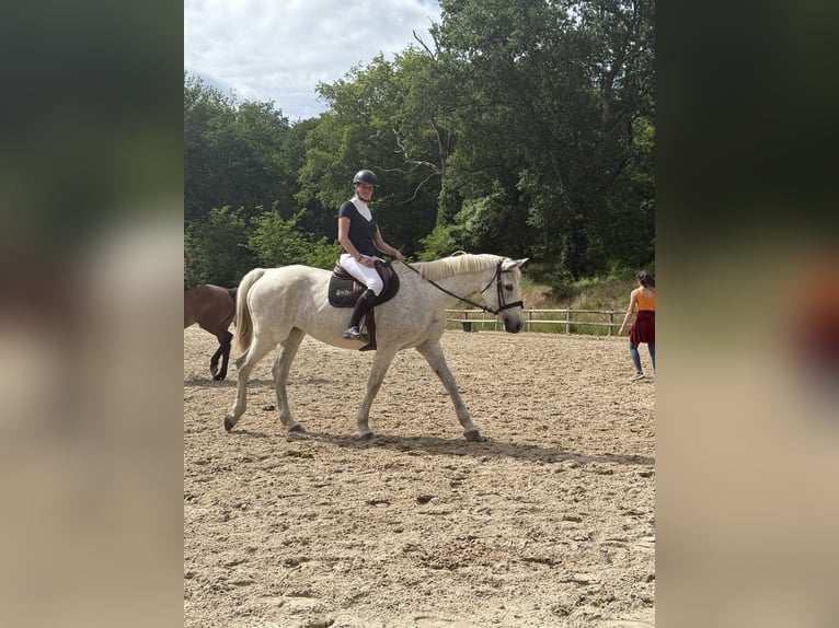 Selle Français Merrie 17 Jaar 170 cm Schimmel in Saint-Pardoux-du-Breuil