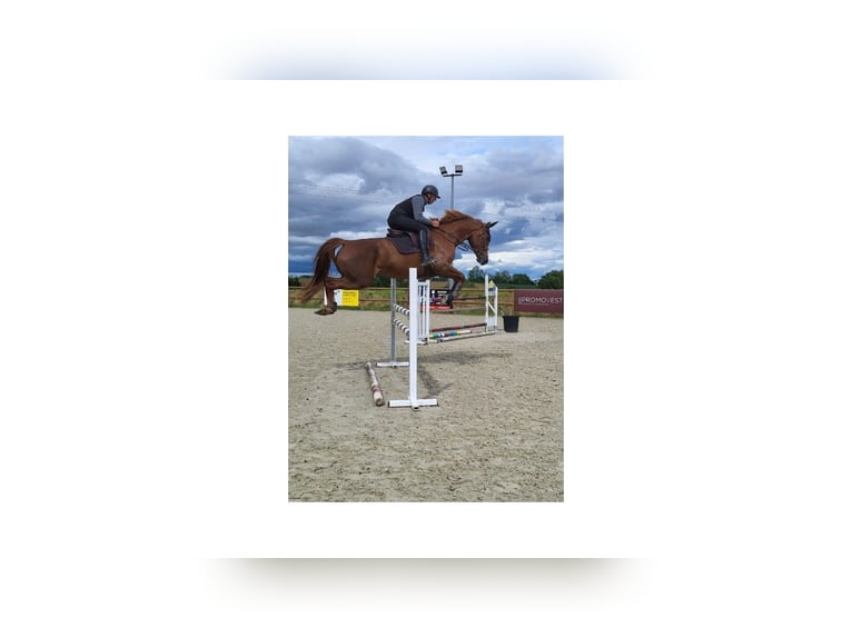 Selle Français Merrie 17 Jaar 177 cm Donkere-vos in VALFF