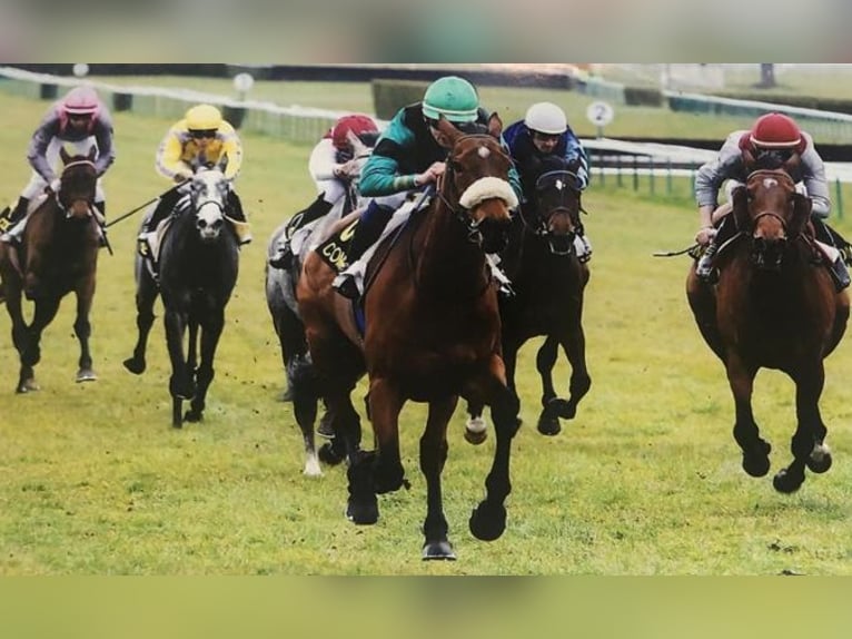 Selle Français Merrie 18 Jaar 165 cm Bruin in Ebnet