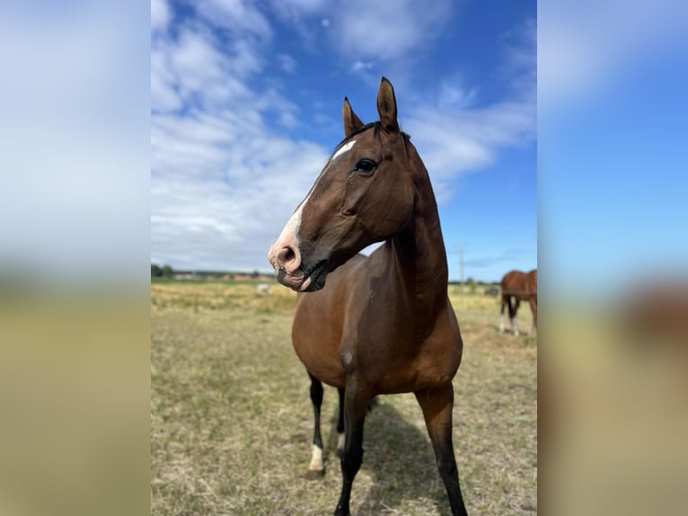 Selle Français Merrie 18 Jaar 165 cm Donkerbruin in TETEGHEM COUDEKERQUE VILLAGE