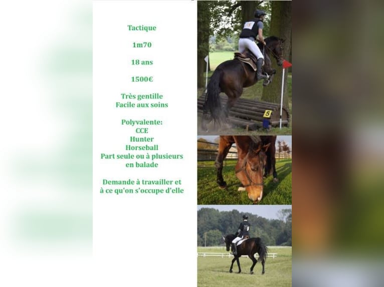 Selle Français Merrie 18 Jaar 170 cm Bruin in Soyécourt