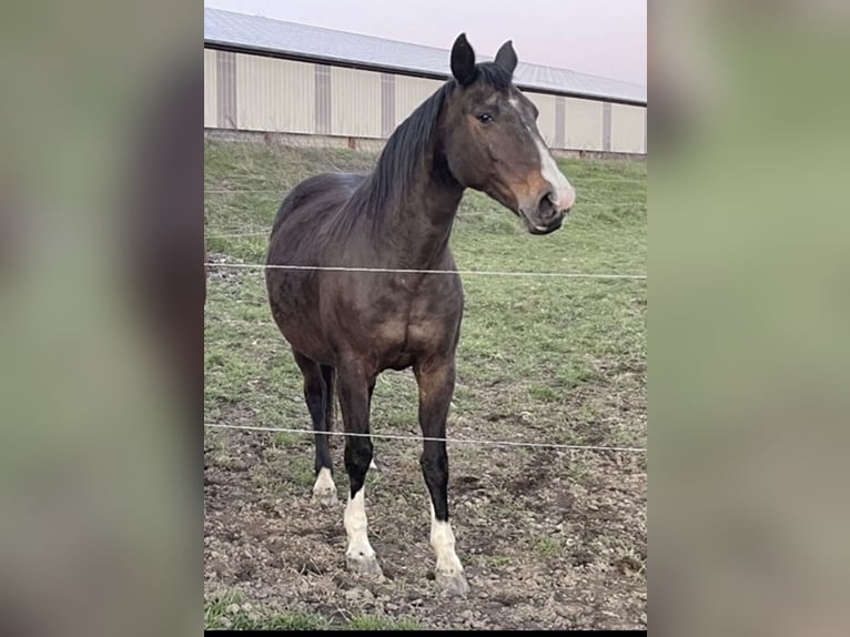 Selle Français Merrie 19 Jaar 161 cm Donkerbruin in Beaupréau