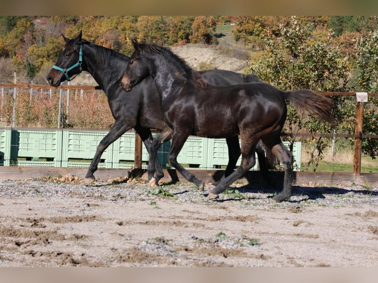 Selle Français Merrie 1 Jaar 160 cm Donkerbruin in Alpes de Haute Provence