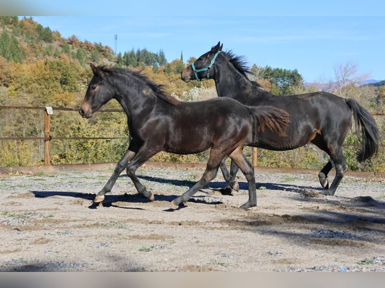 Selle Français Merrie 1 Jaar 160 cm Donkerbruin in Alpes de Haute Provence