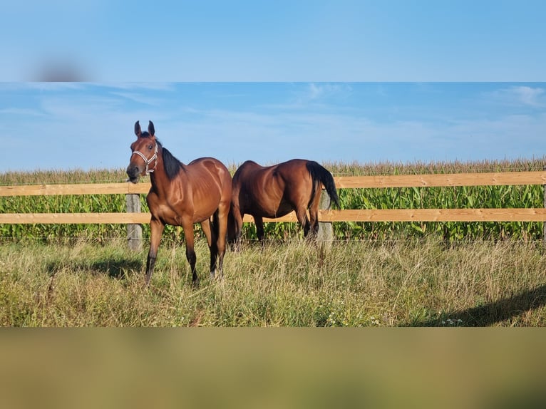 Selle Français Merrie 1 Jaar 162 cm Bruin in Ghyvelde