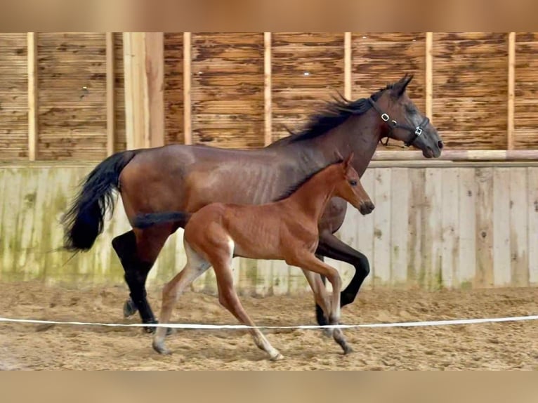 Selle Français Merrie 1 Jaar 165 cm Bruin in Manosque