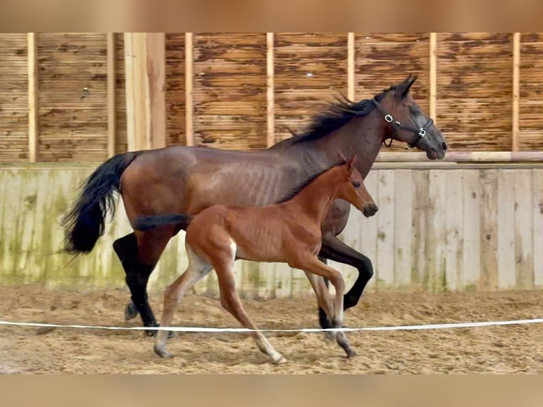 Selle Français Merrie 1 Jaar Bruin in Sisteron
