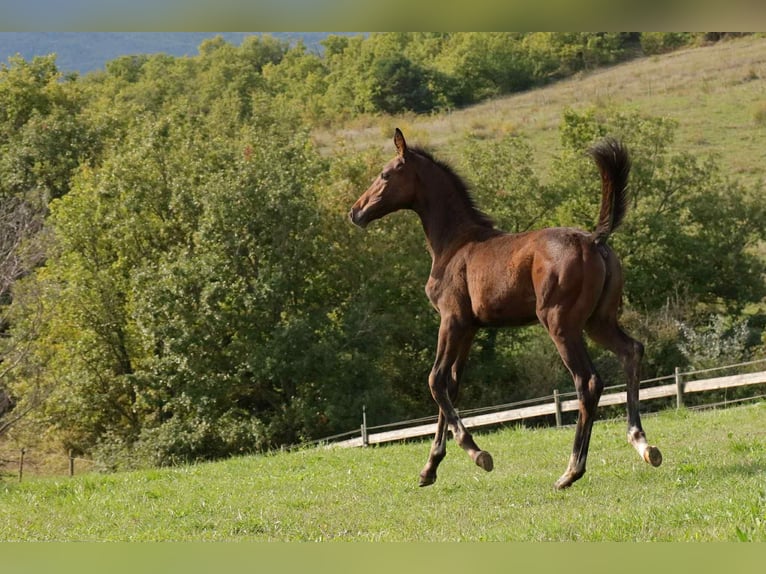 Selle Français Merrie 1 Jaar Bruin in Sisteron