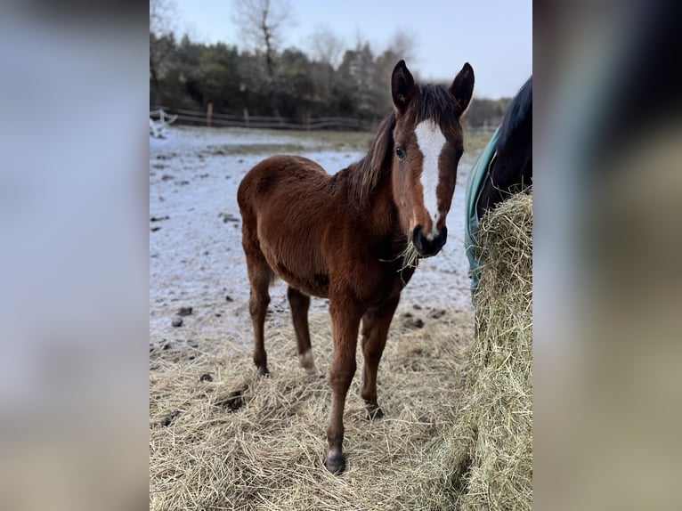 Selle Français Merrie 1 Jaar Bruin in SAUVESSANGES
