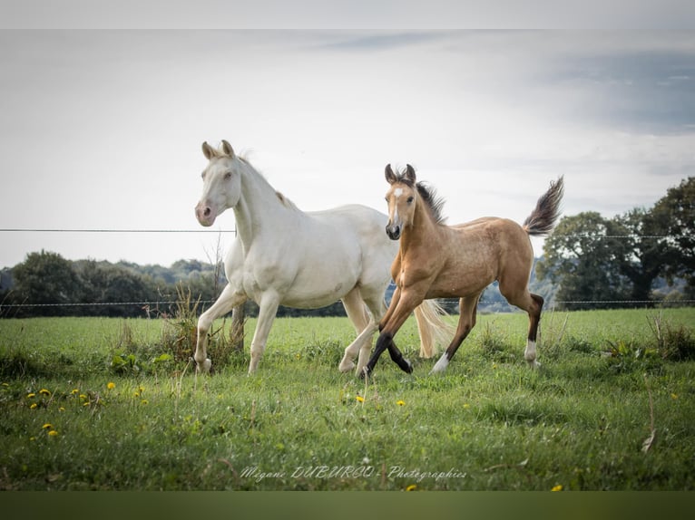 Selle Français Merrie 1 Jaar Falbe in Merdrignac
