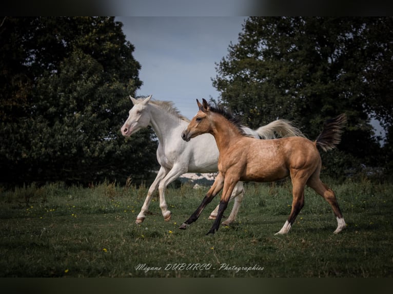 Selle Français Merrie 1 Jaar Falbe in Merdrignac