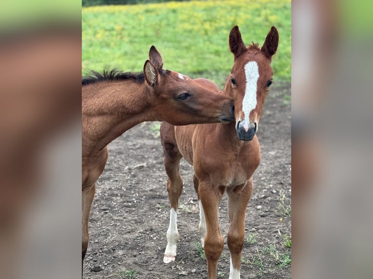 Selle Français Merrie 1 Jaar Schimmel in dame marie