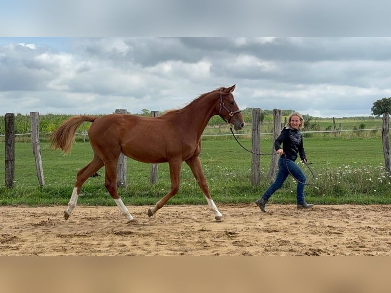 Selle Français Merrie 1 Jaar Vos in Halling les boulay