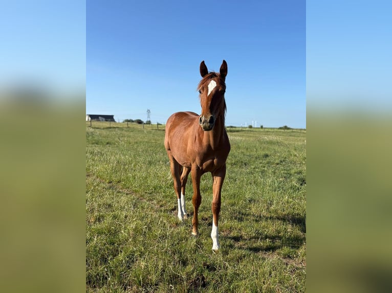 Selle Français Merrie 1 Jaar Vos in Halling les boulay