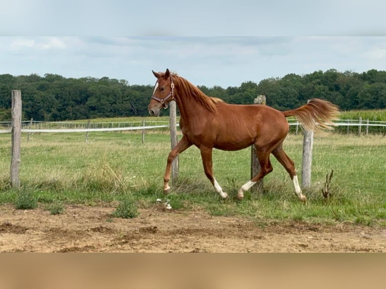 Selle Français Merrie 1 Jaar Vos in Halling les boulay