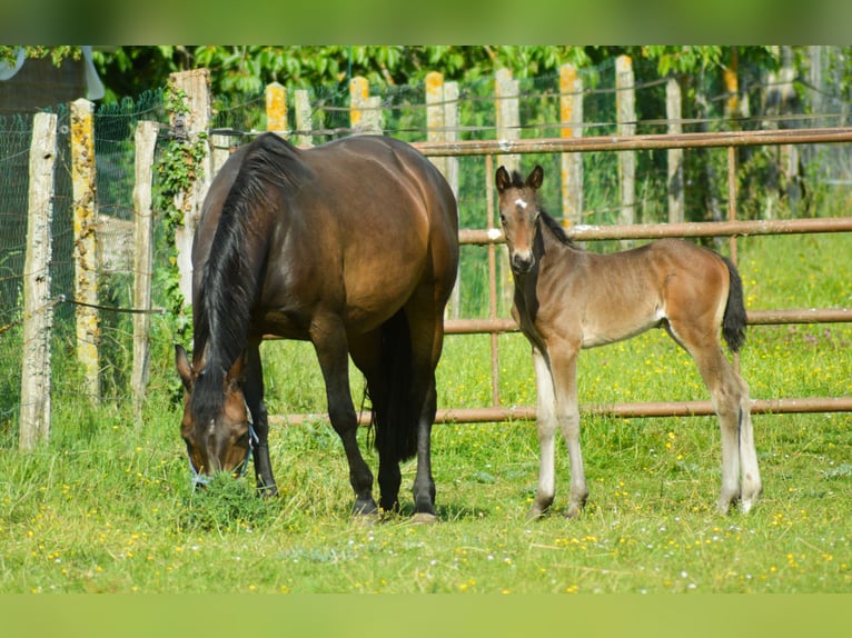 Selle Français Merrie 1 Jaar Zwartbruin in Venon
