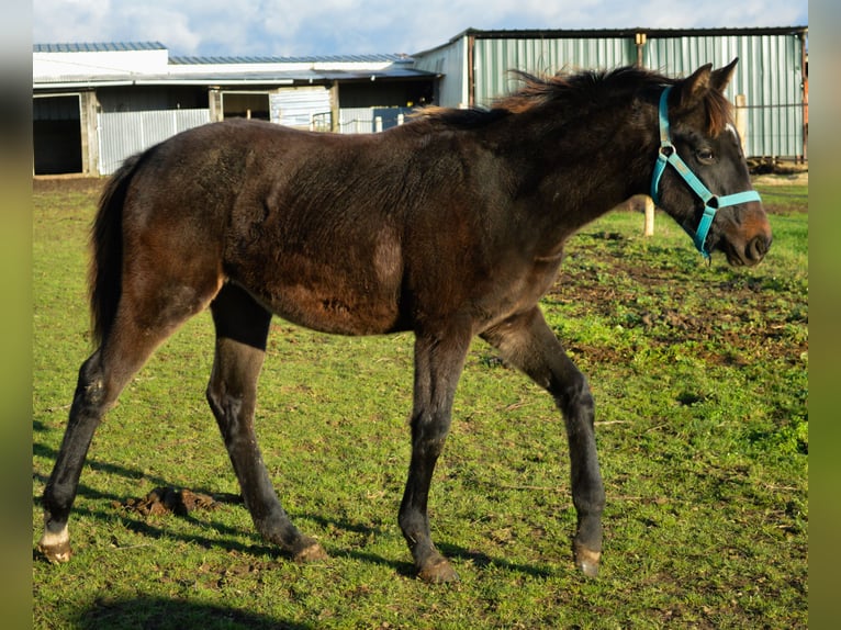 Selle Français Merrie 1 Jaar Zwartbruin in Venon