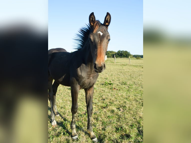 Selle Français Merrie 1 Jaar Zwartbruin in Venon
