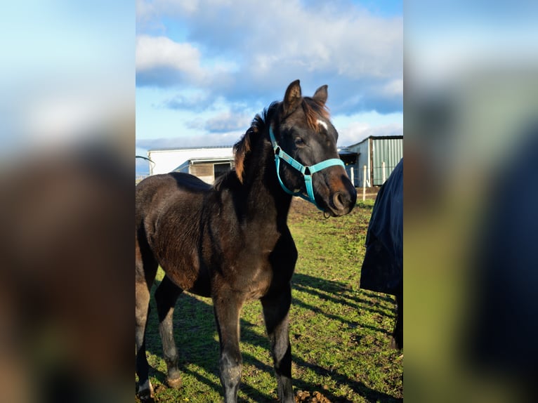 Selle Français Merrie 1 Jaar Zwartbruin in Venon
