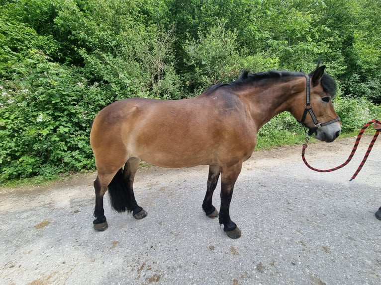 Selle Français Merrie 22 Jaar 148 cm Bruin in Bätterkinden
