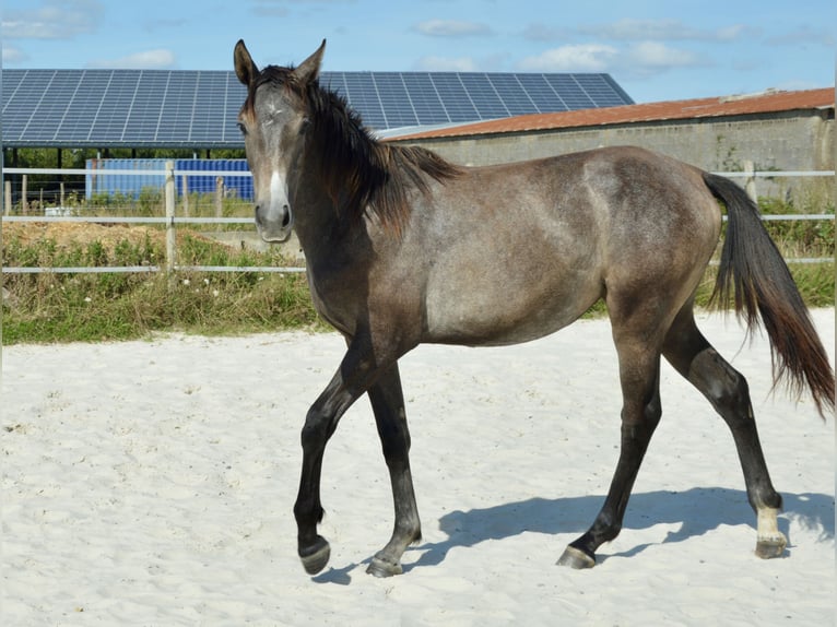 Selle Français Merrie 2 Jaar 160 cm Schimmel in Cugand