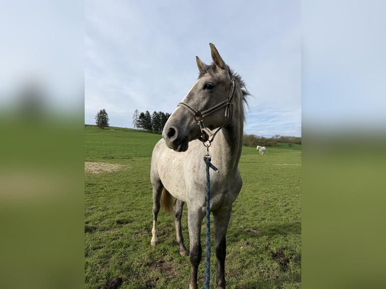 Selle Français Merrie 2 Jaar 160 cm Schimmel in Nandrin